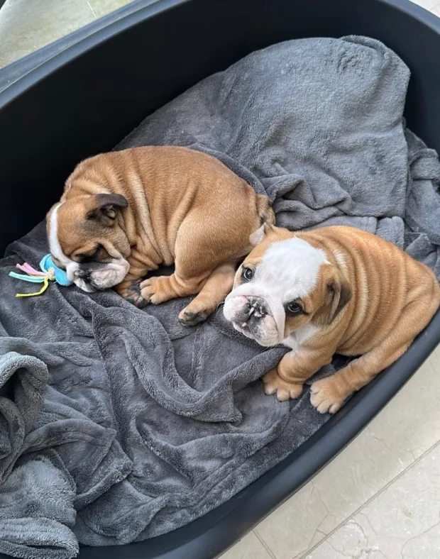  太陽報(bào)：球迷找到了加納喬的狗，事后他回贈(zèng)球票以示感謝