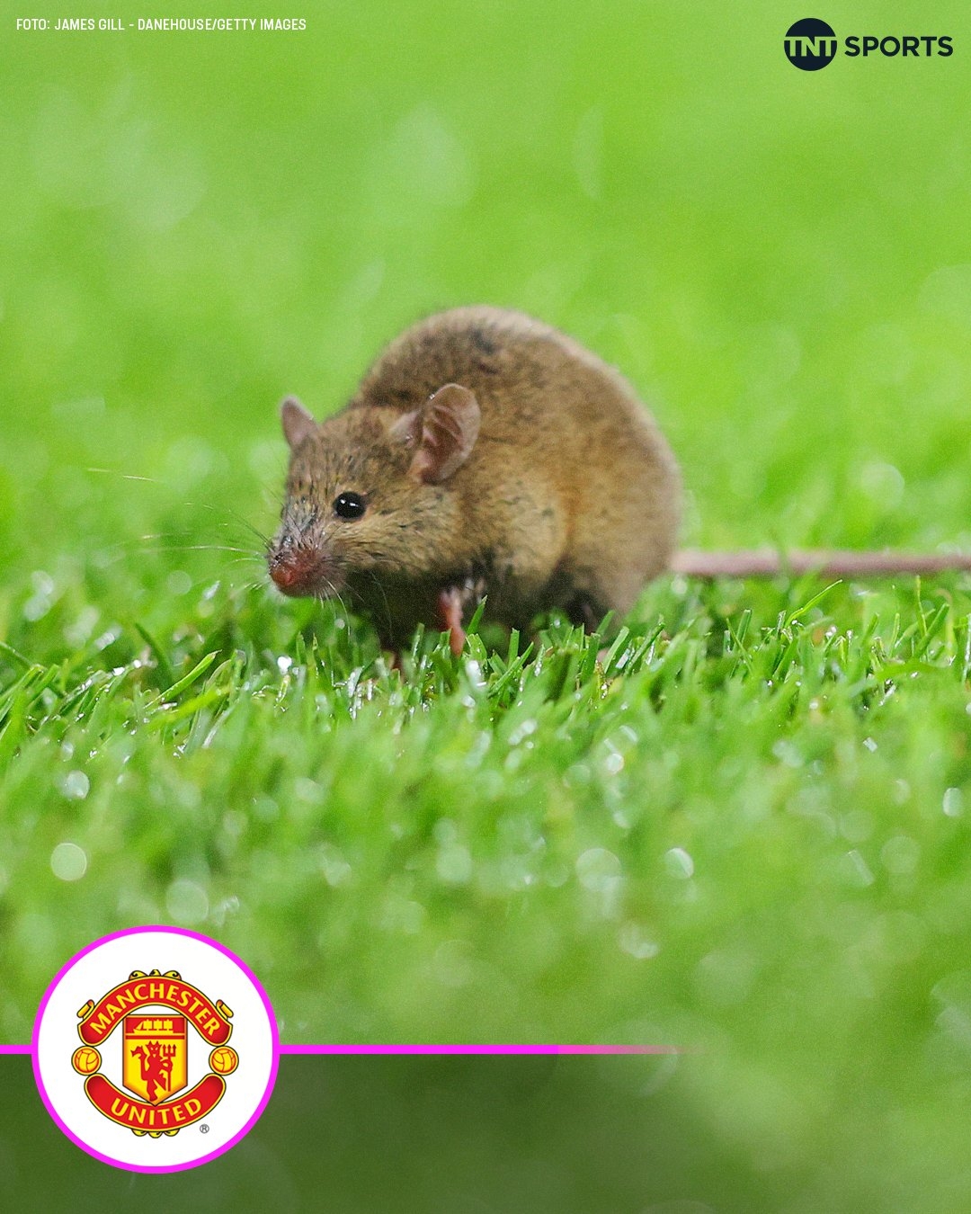  鼠患仍在，一只老鼠在老特拉福德登場搶鏡